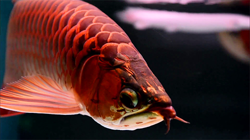 Як виглядають живі шпалери Lovely arowana by kimvan.