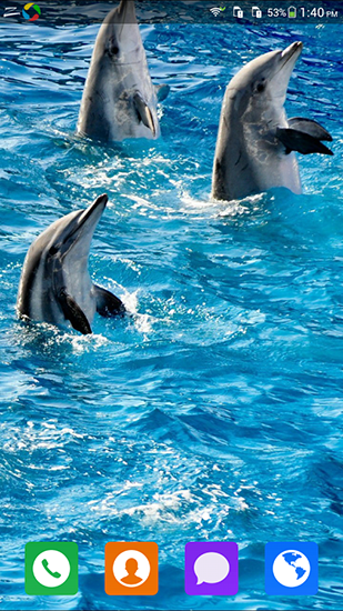 Lovely dolphin