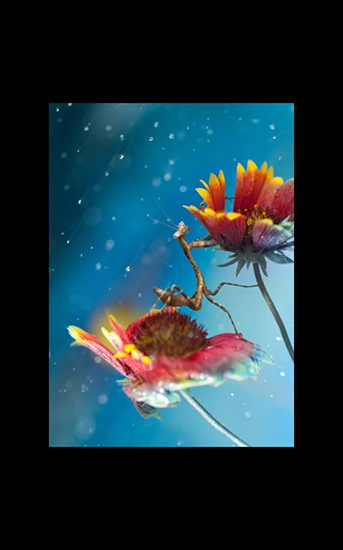 My photo wall love flowers - скриншоты живых обоев для Android.