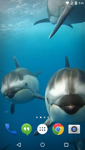 Ocean 3D: Dolphin