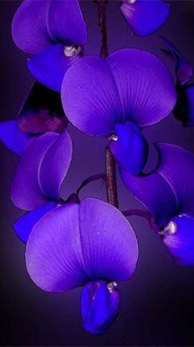 Screenshots of the Orchid by Art LWP for Android tablet, phone.