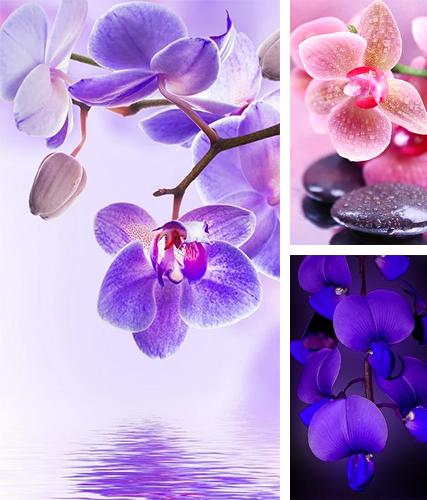 Orchid by Art LWP - бесплатно скачать живые обои на Андроид телефон или планшет.