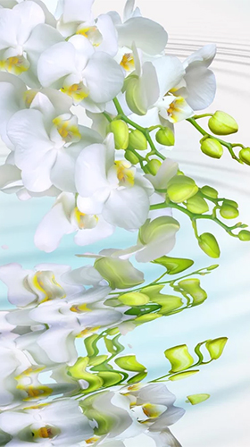 Screenshots of the Orchid by Creative Factory Wallpapers for Android tablet, phone.