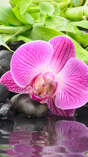 Orchid by Ultimate Live Wallpapers PRO
