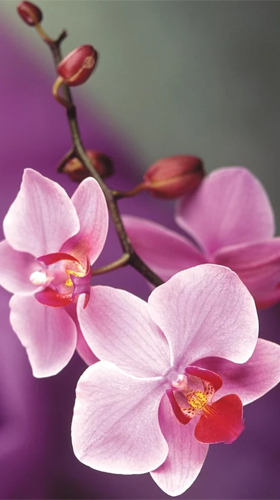 Kostenloses Android-Live Wallpaper Orchidee. Vollversion der Android-apk-App Orchid by Ultimate Live Wallpapers PRO für Tablets und Telefone.