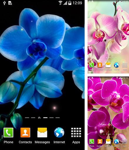 Orchids - бесплатно скачать живые обои на Андроид телефон или планшет.
