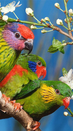 Parrot by Live Animals APPS - скачать бесплатно живые обои для Андроид на рабочий стол.