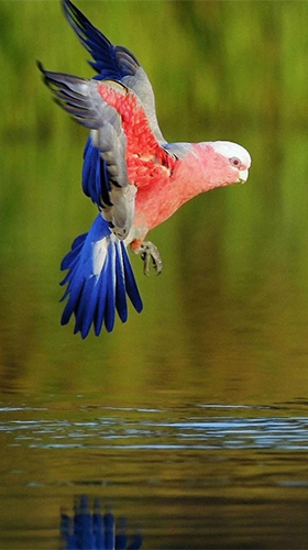 Screenshots of the Parrot by Live Animals APPS for Android tablet, phone.