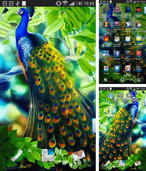 Kostenloses Android-Live Wallpaper Pfau. Vollversion der Android-apk-App Peacock für Tablets und Telefone.