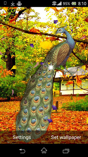 Download Peacock by AdSoftech - livewallpaper for Android. Peacock by AdSoftech apk - free download.