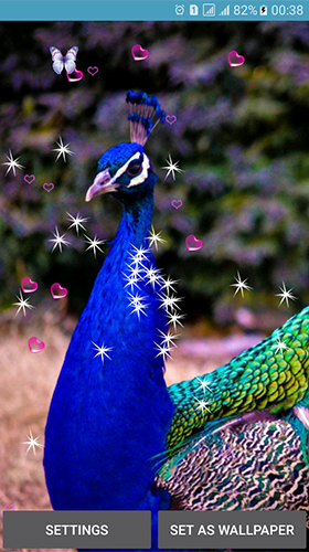 Screenshots of the Peacocks for Android tablet, phone.