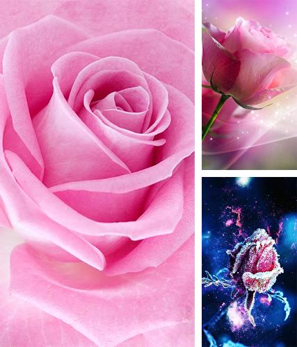 Download live wallpaper Pink rose for Android. Get full version of Android apk livewallpaper Pink rose for tablet and phone.