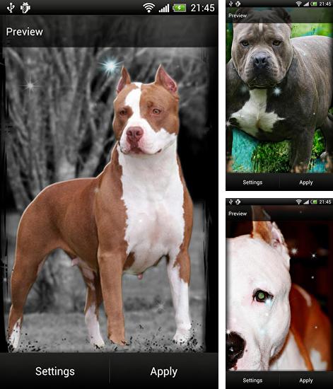 Download live wallpaper Pitbull for Android. Get full version of Android apk livewallpaper Pitbull for tablet and phone.