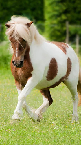 Pony - бесплатно скачать живые обои на Андроид телефон или планшет.