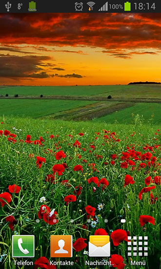Poppies live wallpaper for Android. Poppies free download for tablet and  phone.