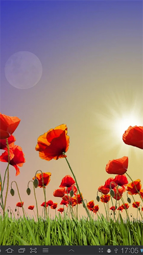 Screenshots of the Poppy field for Android tablet, phone.