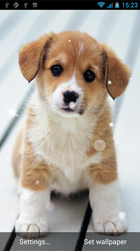 Puppy by Best Live Wallpapers Free