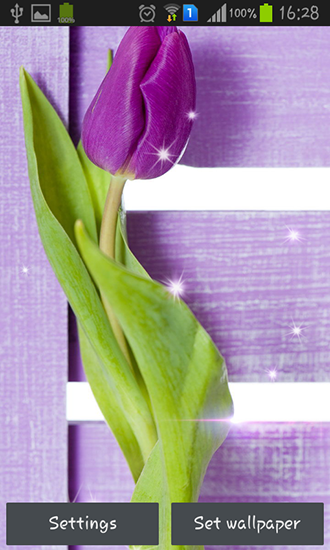 Kostenloses Android-Live Wallpaper Lila Tulpen. Vollversion der Android-apk-App Purple tulips für Tablets und Telefone.