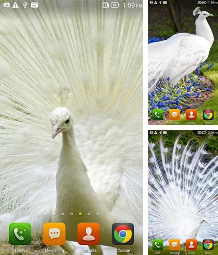 Kostenloses Android-Live Wallpaper Königlicher Pfau. Vollversion der Android-apk-App Queen peacock für Tablets und Telefone.