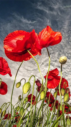 Download Red poppy - livewallpaper for Android. Red poppy apk - free download.