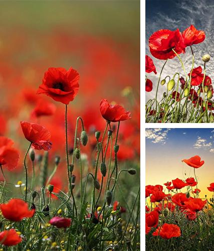 Download live wallpaper Red poppy for Android. Get full version of Android apk livewallpaper Red poppy for tablet and phone.