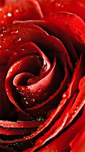 Red rose by HQ Awesome Live Wallpaper live wallpaper for Android. Red rose  by HQ Awesome Live Wallpaper free download for tablet and phone.