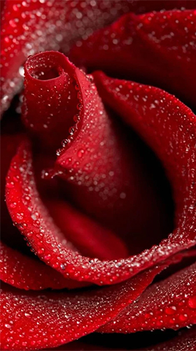 Red rose by HQ Awesome Live Wallpaper - безкоштовно скачати живі шпалери на Андроїд телефон або планшет.