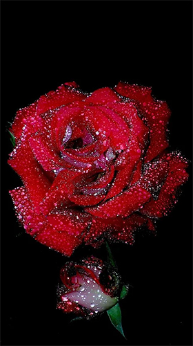 Android 用HQ オーサム・ライブ・ウォールペーパー: 赤いバラをプレイします。ゲームRed rose by HQ Awesome Live Wallpaperの無料ダウンロード。