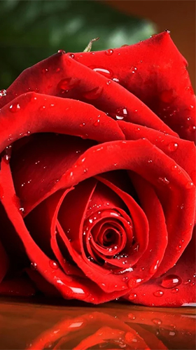 Screenshots of the Red rose by HQ Awesome Live Wallpaper for Android tablet, phone.