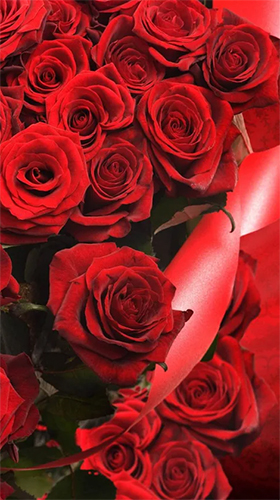 Геймплей Red rose by HQ Awesome Live Wallpaper для Android телефона.