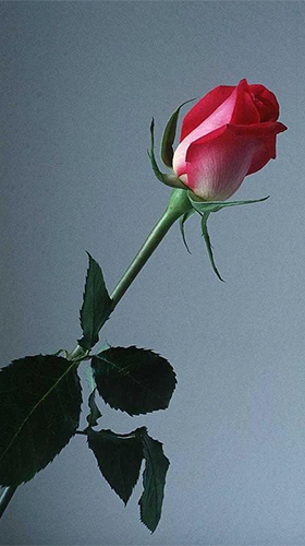 Screenshots of the Rose by Forever WallPapers for Android tablet, phone.
