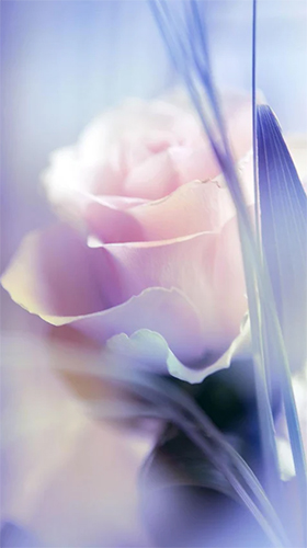 Rose by Live Wallpaper HQ