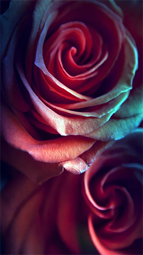 Rose by Live Wallpaper HQ - бесплатно скачать живые обои на Андроид телефон или планшет.