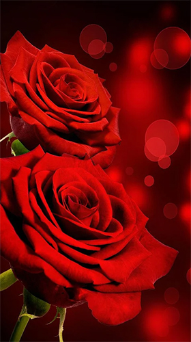 Screenshots of the Rose by Live Wallpaper HQ for Android tablet, phone.