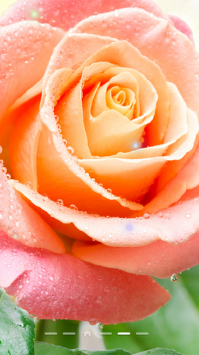 Screenshots of the Rose by Live Wallpapers 3D for Android tablet, phone.