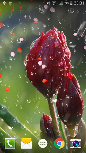 Rose: Raindrop