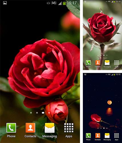 Descarga gratuita fondos de pantalla animados Rosas  para Android. Consigue la versión completa de la aplicación apk de Roses by Cute Live Wallpapers And Backgrounds para tabletas y teléfonos Android.