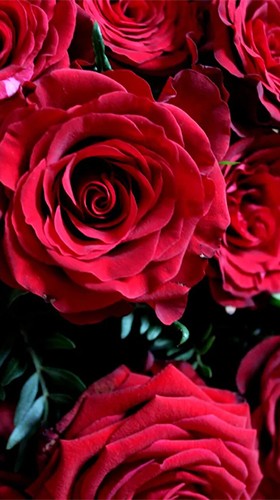 Descargar Roses by Live Wallpaper HD 3D para Android gratis. El fondo de  pantalla animados Rosas en Android.