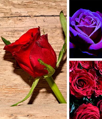 Kostenloses Android-Live Wallpaper Rosen. Vollversion der Android-apk-App Roses by Live Wallpaper HD 3D für Tablets und Telefone.