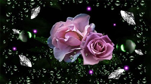 Roses diamond dew