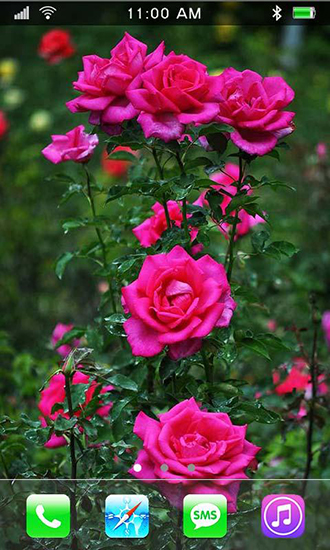 Android用roses Paradise Gardenを無料でダウンロード アンドロイド用バラ 天国の庭ライブ壁紙