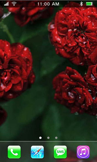 Roses: Paradise garden - скачать бесплатно живые обои для Андроид на рабочий стол.