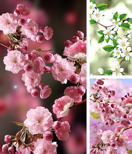 Download live wallpaper Sakura by Amax LWPS for Android. Get full version of Android apk livewallpaper Sakura by Amax LWPS for tablet and phone.