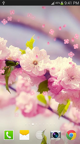 Як виглядають живі шпалери Sakura by live wallpaper HongKong.