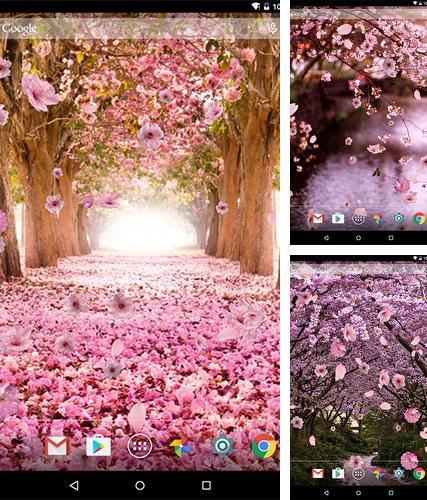 Sakura by luyulin - бесплатно скачать живые обои на Андроид телефон или планшет.