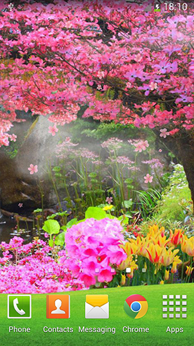 Sakura by orchid live wallpaper for Android. Sakura by orchid free download  for tablet and phone.