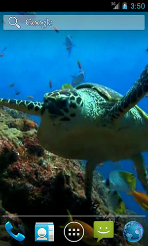 Sea turtle