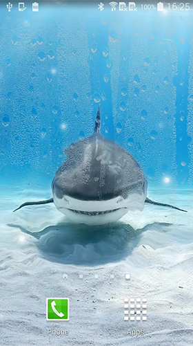 Shark by KKPICTURE