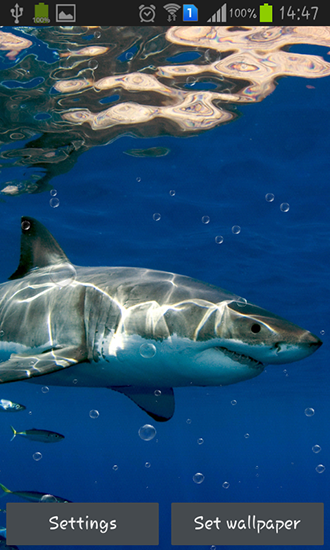 Sharks - бесплатно скачать живые обои на Андроид телефон или планшет.