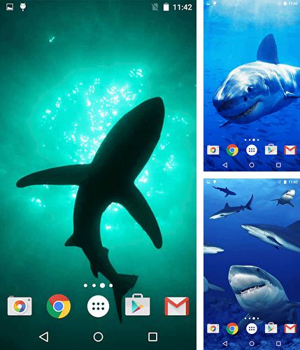 Sharks by Fun Live Wallpapers - бесплатно скачать живые обои на Андроид телефон или планшет.